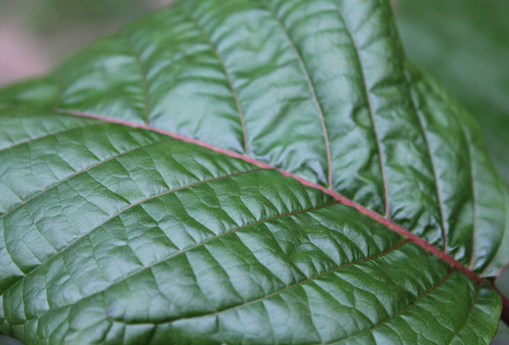 red bali kratom